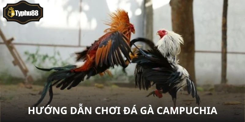 Cách nhìn kèo và vào cược cá độ chuẩn như dân pro