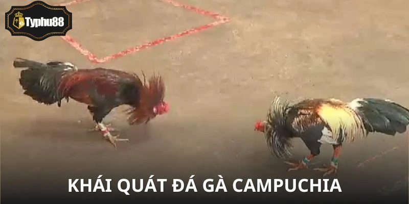 Đá gà Campuchia dần trở thành món giải trí “ruột” của dân chơi