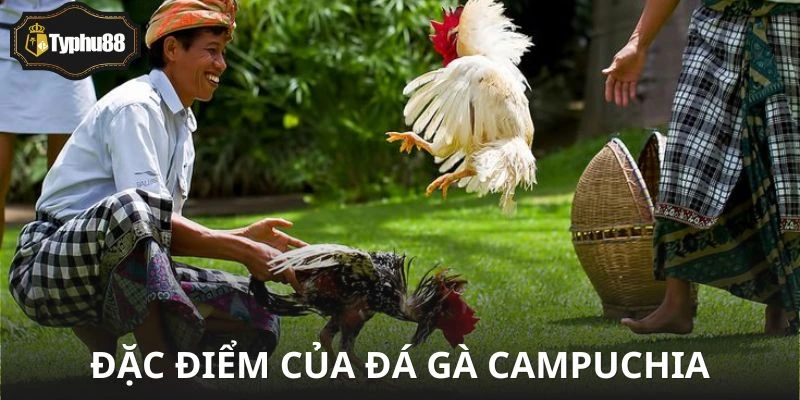 Sâu bên trong hệ sinh thái đá gà campuchia