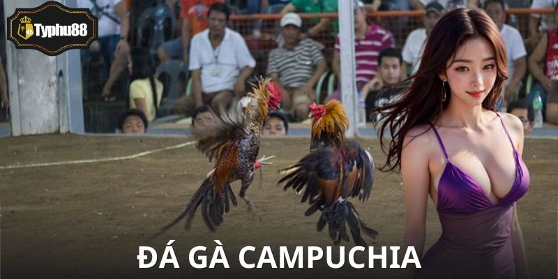 Đá Gà Campuchia Tại Typhu88 | Giải Mã Sức Hút Không Ngờ