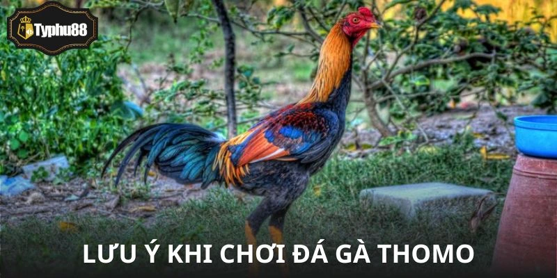 Cuốn hút thật đấy, nhưng chơi Thomo không thể chơi liều