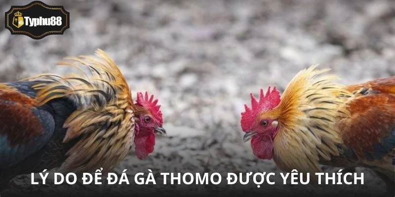 Hồi hộp từng cú đá, mê mẩn từng khoảnh khắc của thomo
