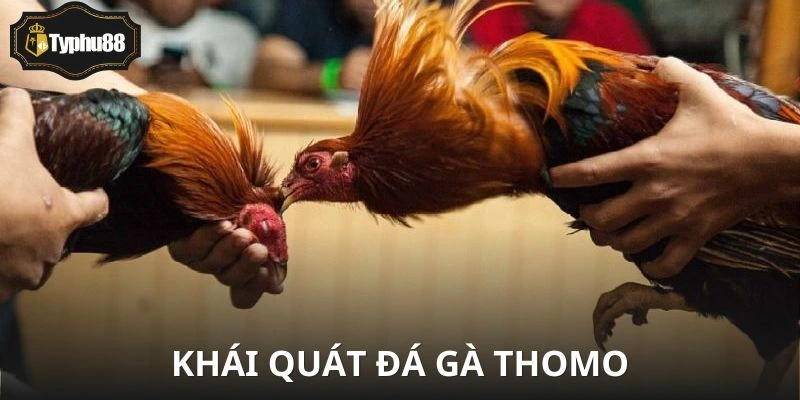 Đá Gà Thomo - Coi cho vui mà ghiền lúc nào không hay