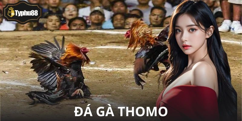 Đá Gà Thomo - Sức Hút Chưa Bao Giờ Hạ Nhiệt Từ Trường Đấu Kê